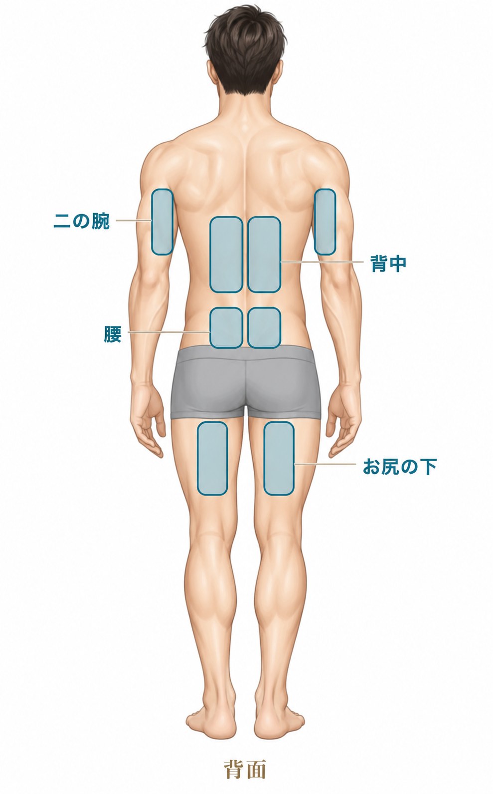 脂肪冷却の対応部位（背面）二の腕・背中・腰・お尻の下